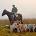 Future Foxhunters: Cedar Knob Hounds Meet Cedar Knob Pony Club
